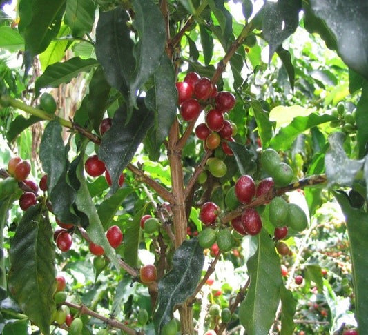 168ブレンド / 爽・酸・甘